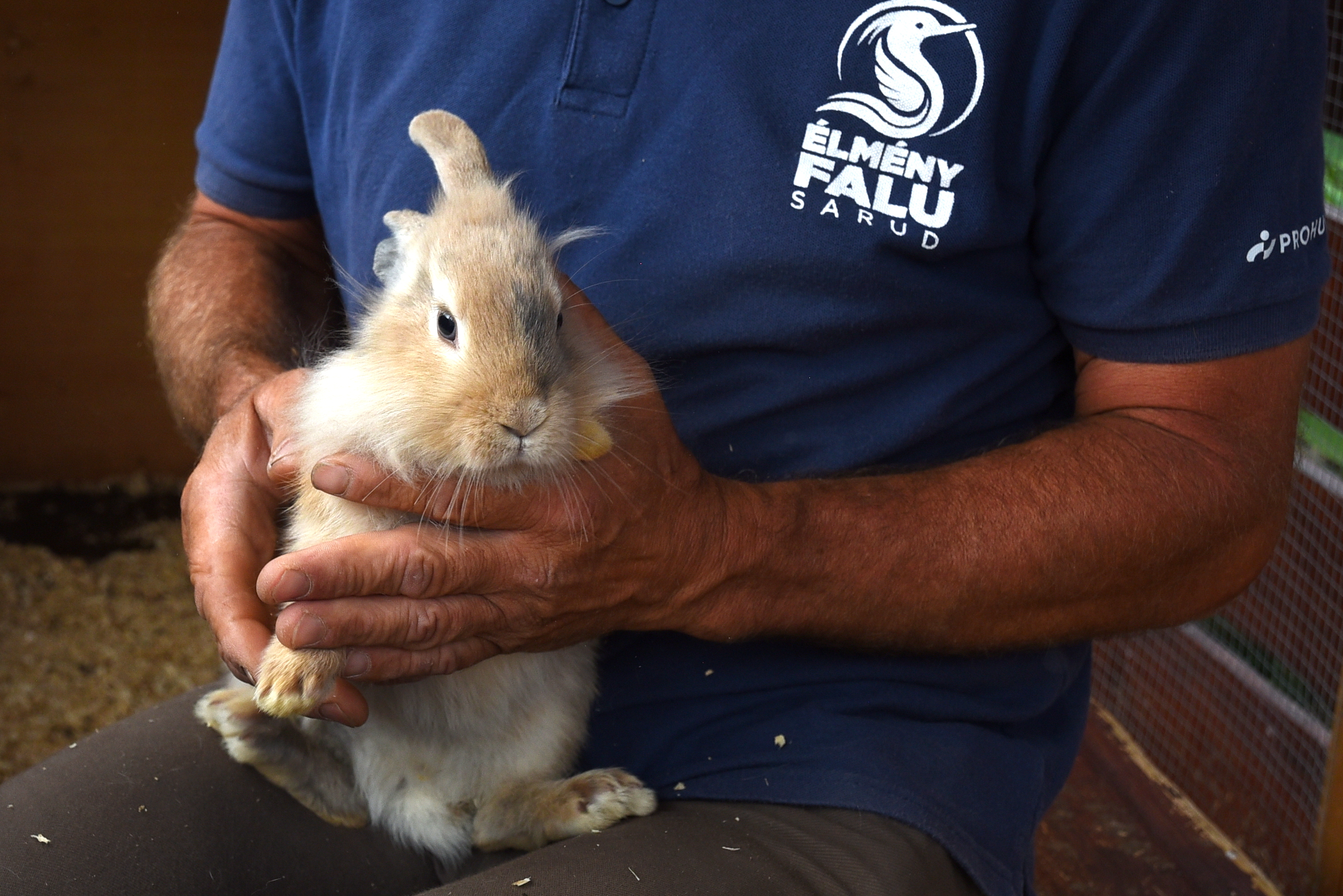 Ne feledd! A nyuszik Sarudon várnak. Élőben.