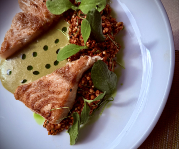 Kapj rá! Szürkeharcsa a Sulyomban – SVÉT szemlélet a Tisza-tónál